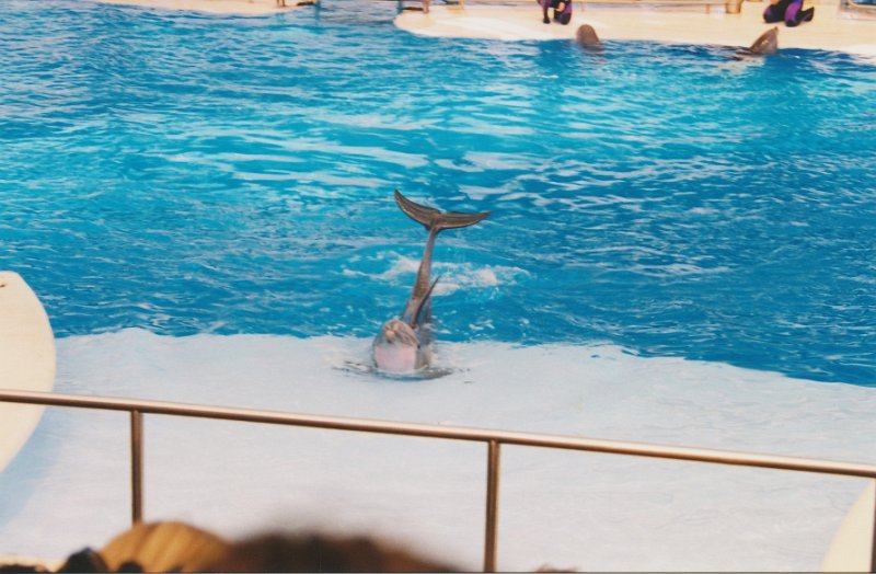 009-Dolphin Show.jpg